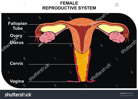uterus in Tagalog .
